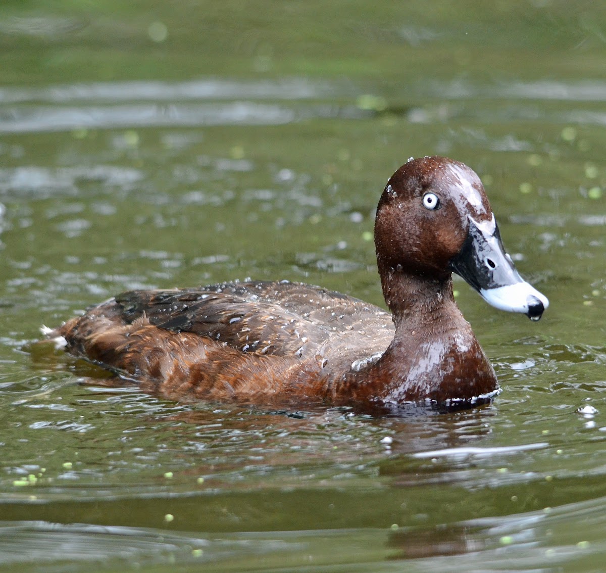 Hardhead or White-eyed Duck (male)