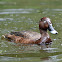 Hardhead or White-eyed Duck (male)