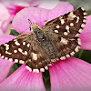 Orcynoides Checkered Skipper.