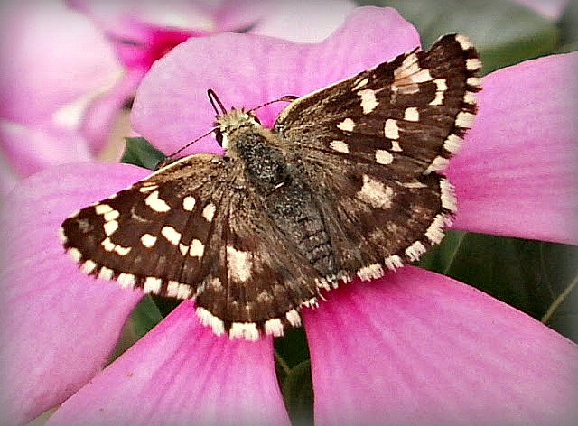 Orcynoides Checkered Skipper.