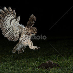 Wild Tawny Owl Hunting At Night by Mike Hudson - Animals Birds