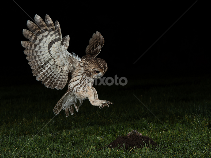 Wild Tawny Owl Hunting At Night by Mike Hudson - Animals Birds