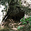 Large Burrow Under A Fallen Log