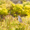 Cape grassbird