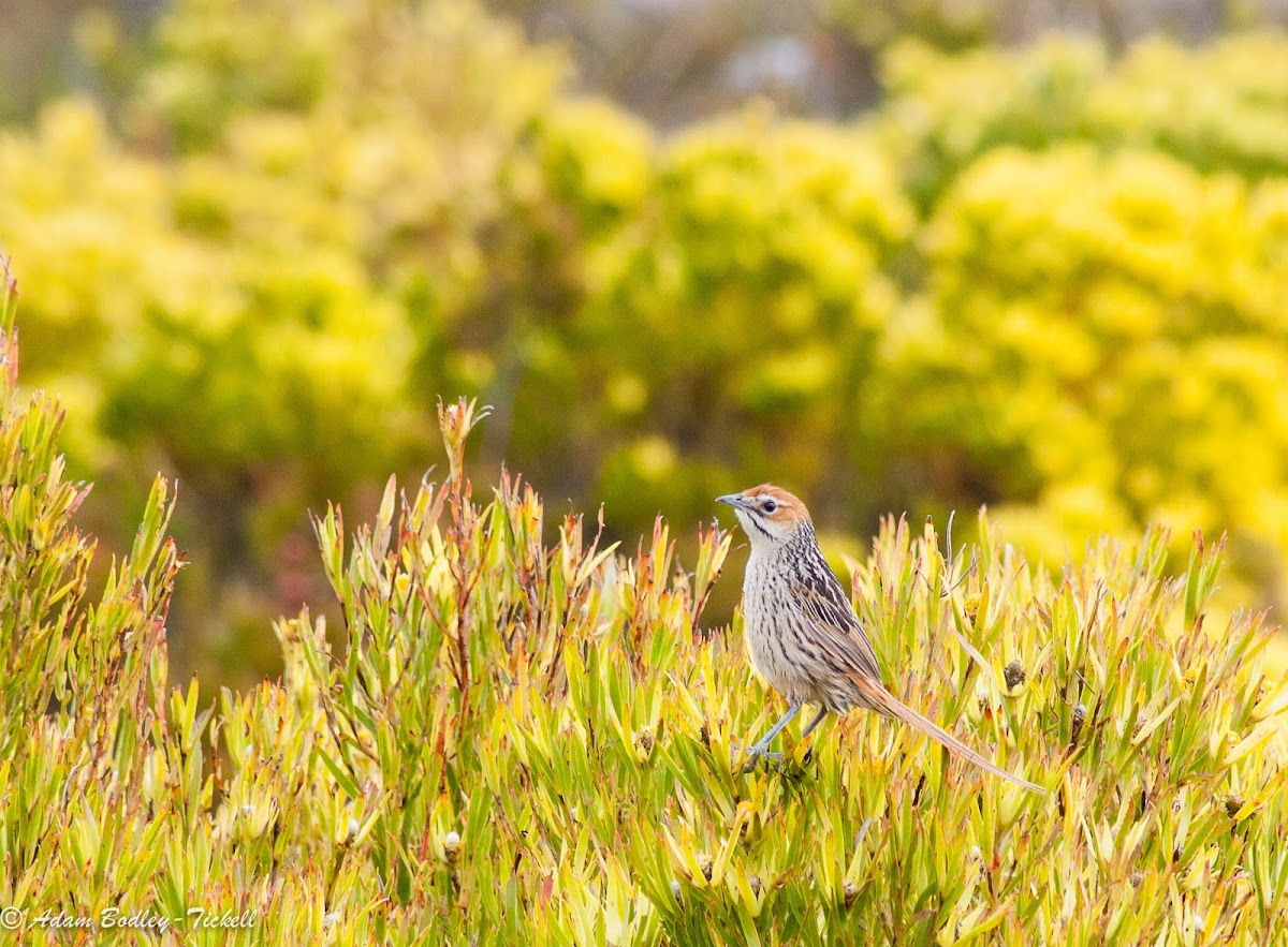 Cape grassbird