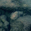 Devil scorpionfish (nohu)
