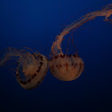 Pacific Sea Nettle