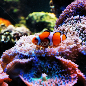 #nationalaquarium #Baltimore #dollardays #2013 #lofi  #photoshare_everything #photooftheday #photography #inspired #instagram #insta2good #2instagood #watercolor #waterscape by Brandi  Rhone  - Animals Sea Creatures