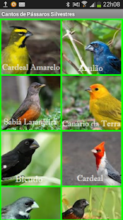 Cantos Pássaros Silvestres PRÓ