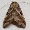 Florida Fern Moth
