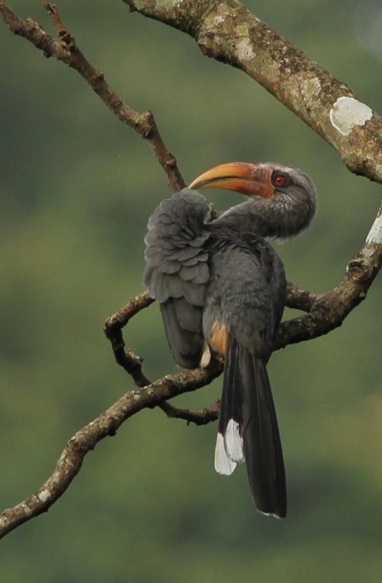 Malabar Grey Hornbill