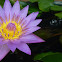 Blue Water Lilly