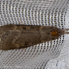 Herbal Moth