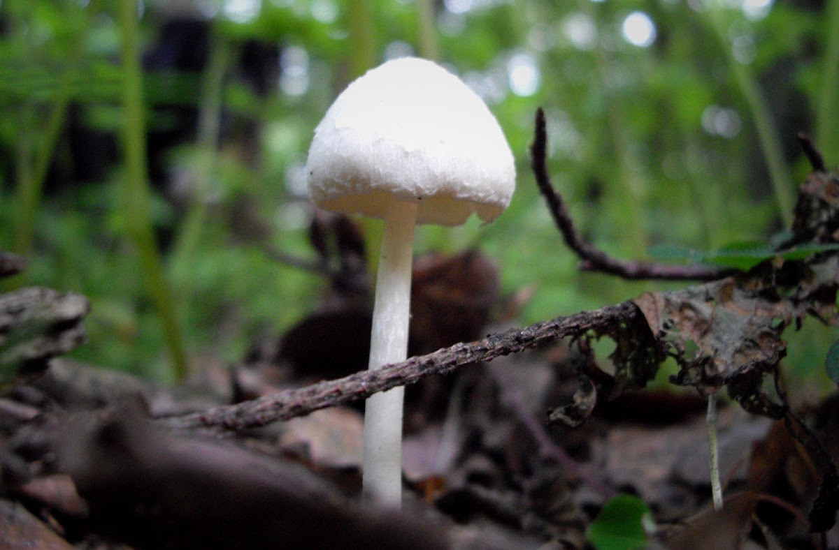 slim white fungus