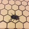 Common Stag Beetle