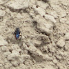 Blue-winged Digger wasp