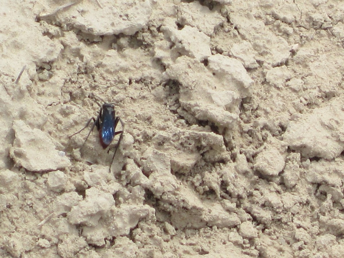 Blue-winged Digger wasp