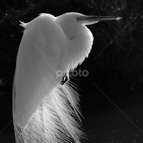 Plumes by Sandra Blair - Black & White Animals