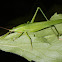 Conehead Katydid