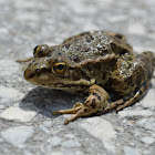 Greek Marsh Frog