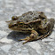 Greek Marsh Frog