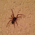 Brown widow