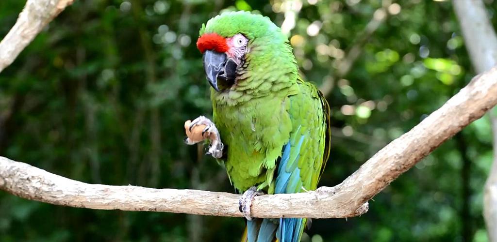 Curl parrot. Curl parrot.live. parrot live cmd.