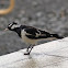 Magpie-Lark