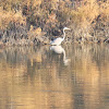 great blue heron