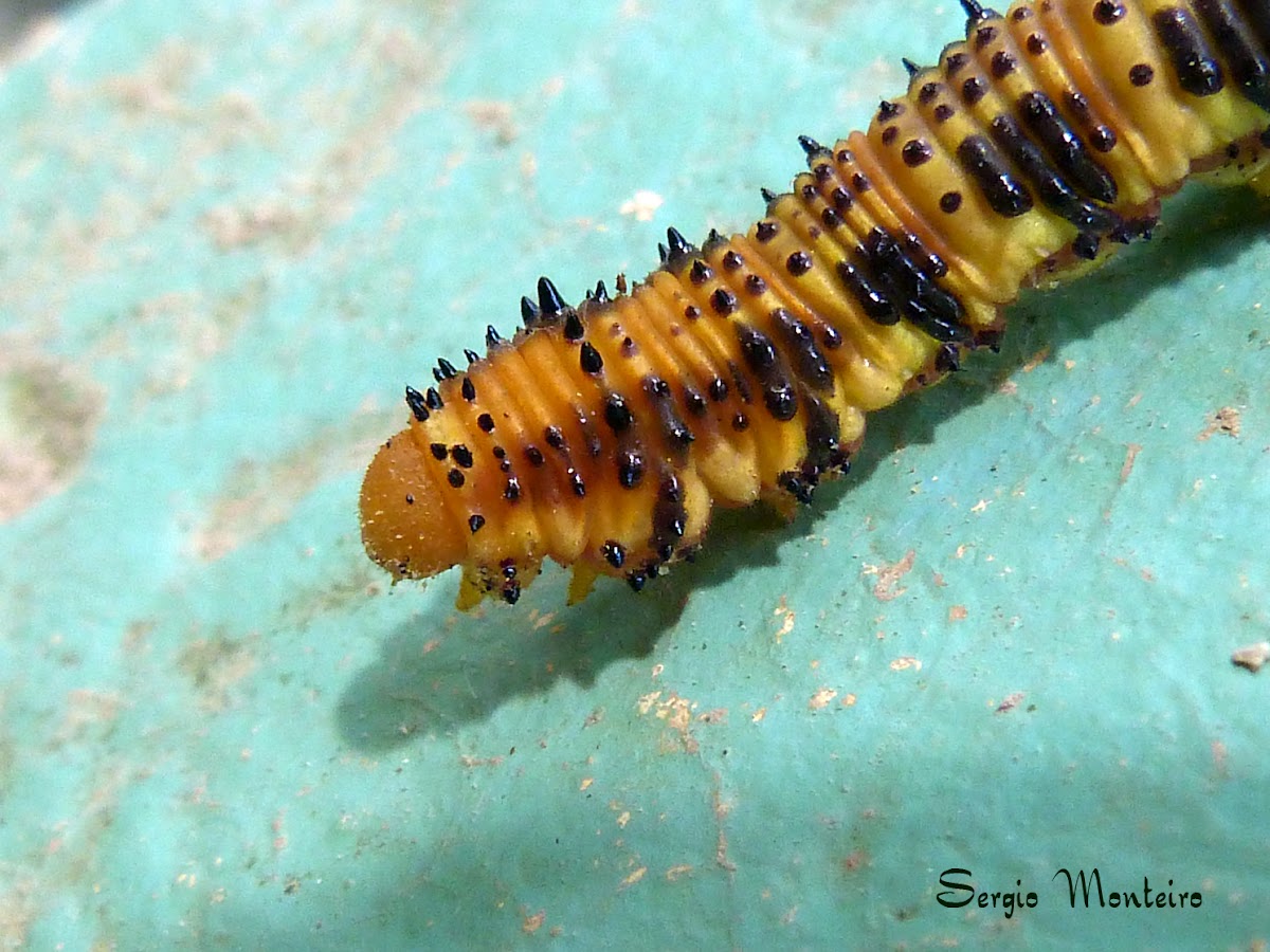 Phoebis philea caterpillar (larval variant)