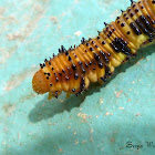 Phoebis philea caterpillar (larval variant)