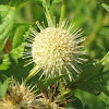 Buttonbush?