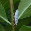 Orchard Ermine Moth