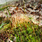 Peat Moss  (Calyptras)