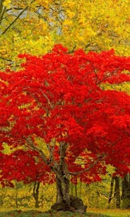 How to download Autumn Wallpapers 1.1 apk for laptop