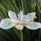 African Iris