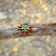 Spiny-backed orb weaver