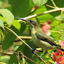 Loten Sunbird Female