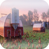 Poultry Breeding Calculator