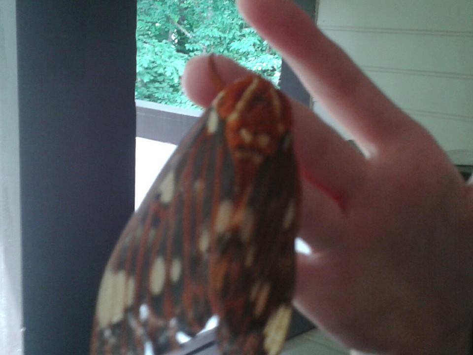 Moth :)