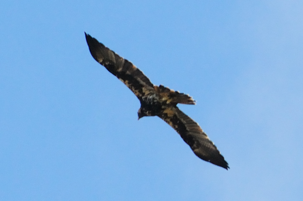 Spanish Imperial Eagle; Aguila imperial