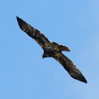 Spanish Imperial Eagle; Aguila imperial