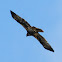 Spanish Imperial Eagle; Aguila imperial
