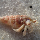 Hermit Crab