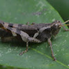Short--horned Grasshopper