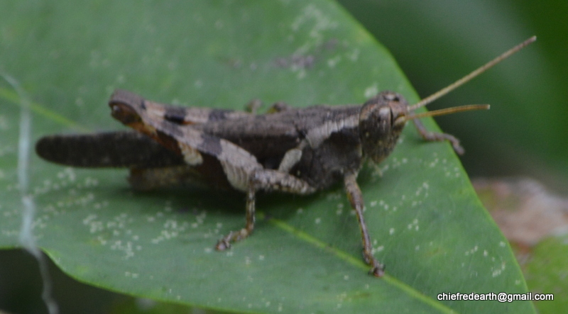 Short--horned Grasshopper