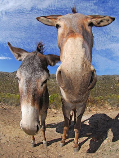 野生動物拼圖