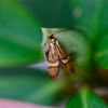 fairy longhorn moths, Langhornmotten