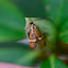 fairy longhorn moths, Langhornmotten