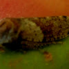 Gum-tree Leafhopper -unidentified